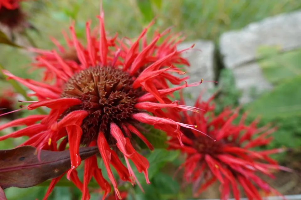 Rote Indianernessel in Blüte