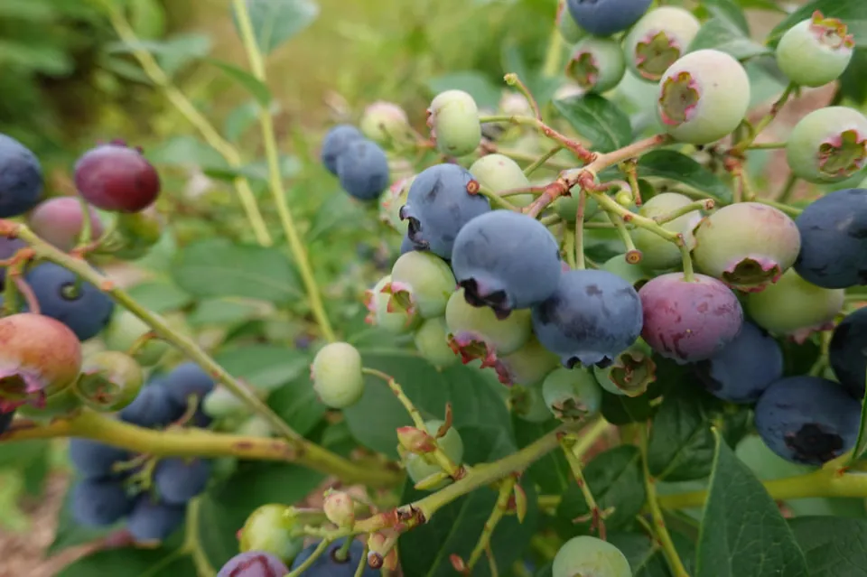 Heidelbeeren am Strauch