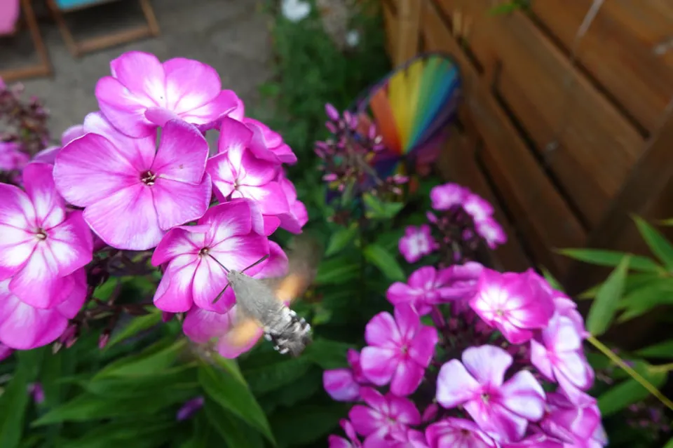 Rosa Phlox im Garten