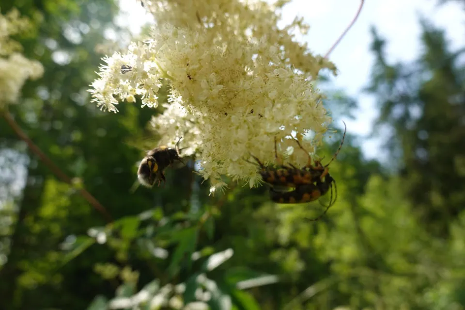 Holunderblüten vor Tannen