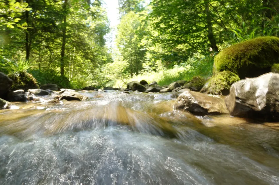 Bach im Wald