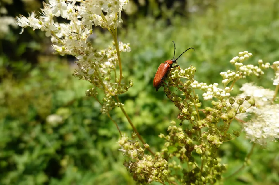 Blühendes Mädesüss mit Käfer