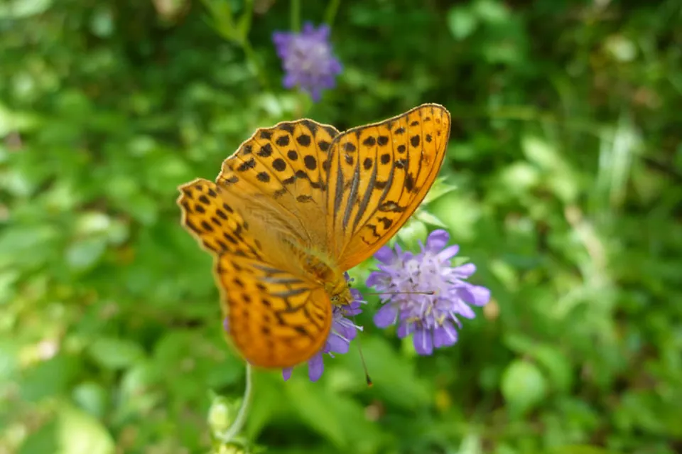 Schmetterling auf einer Distelblüte