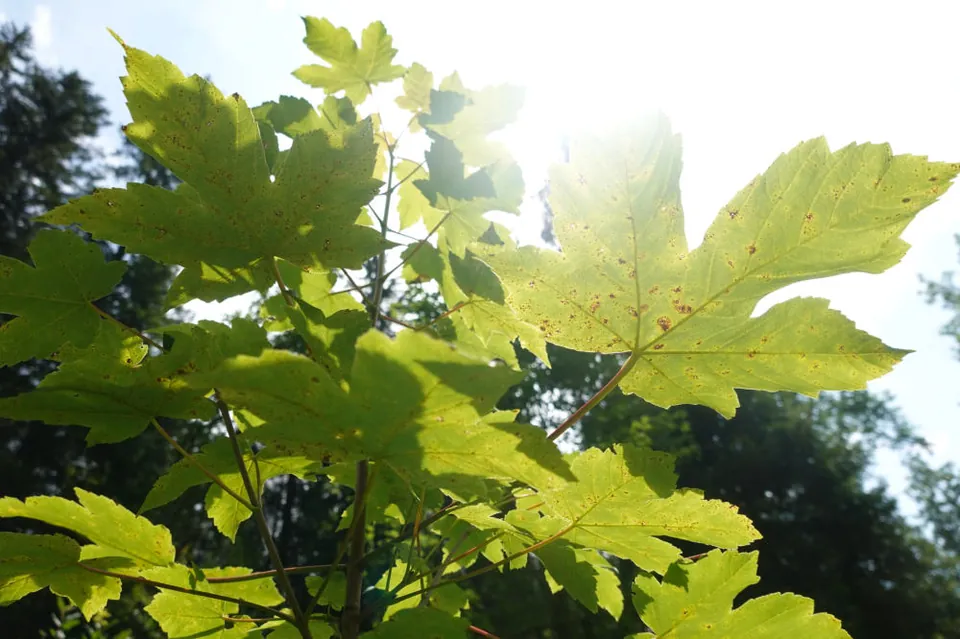 Ahornblätter im Gegenlicht