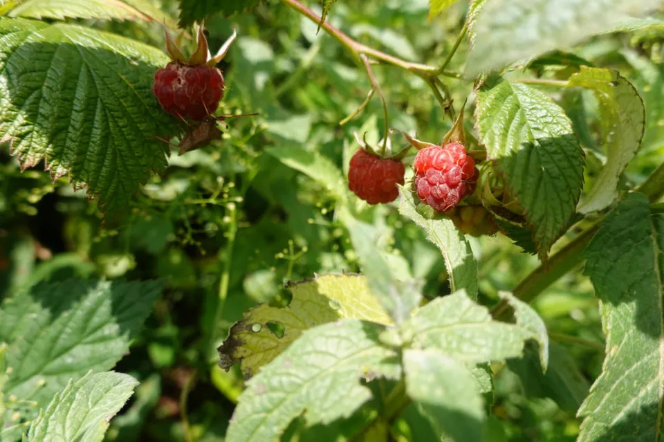 Himbeeren am Strauch
