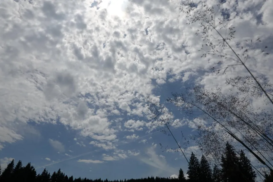 Wolkenhimmel über dem Wald