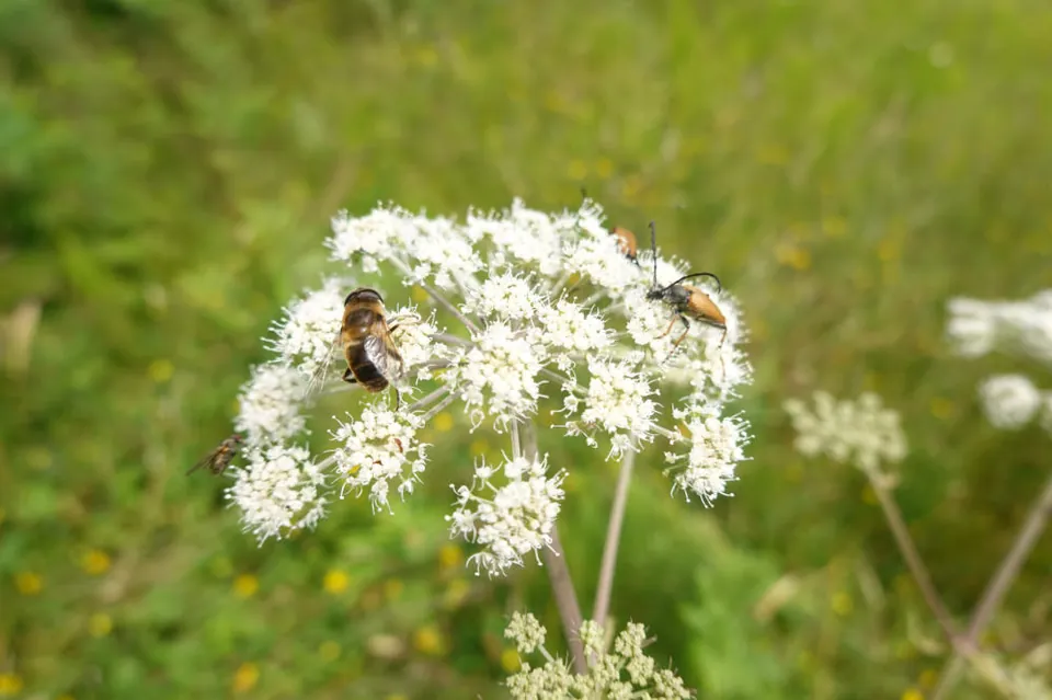 Schmetterling auf Kies