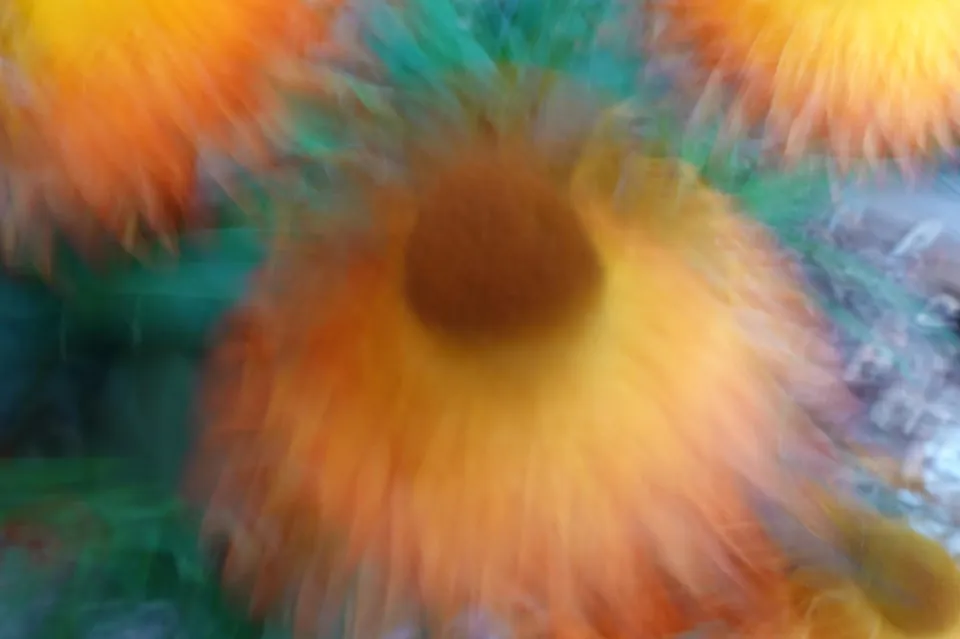 Blüte in Bewegung